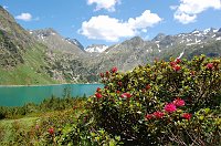 05 Rododendri e lago